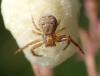 Xysticus sp.